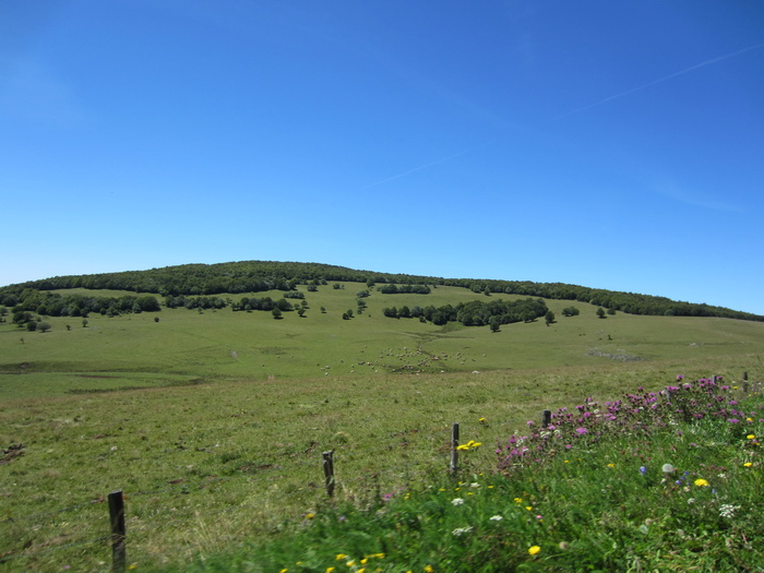 038  Laguiole 2011
